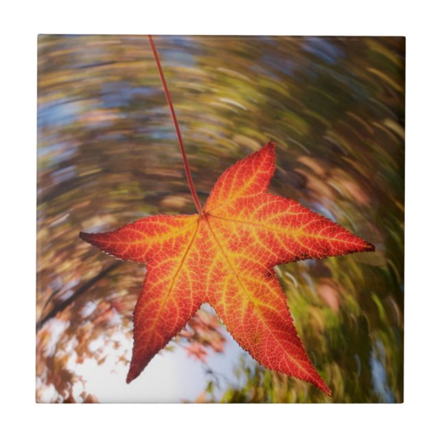 Falling Leaf from a tree in autumn Tile (Front)