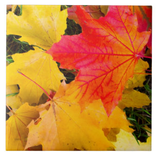 Falling maple leaves on a ground tile