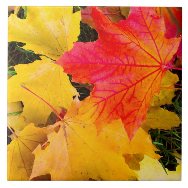Falling maple leaves on a ground tile (Front)