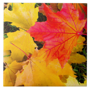 Falling maple leaves on a ground tile