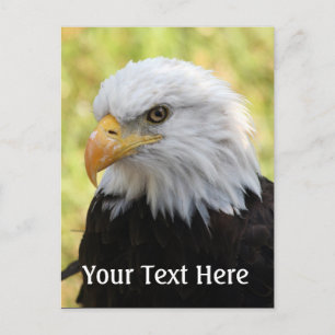Falln Bald Eagle Liberty Postcard