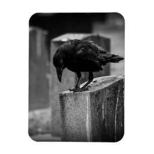 Falln Cemetery Crow Magnet