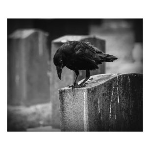 Falln Cemetery Crow Photo Print