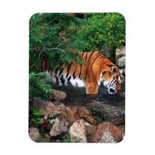 Falln Drinking Tiger Magnet
