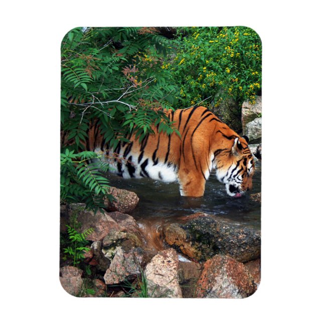 Falln Drinking Tiger Magnet (Vertical)