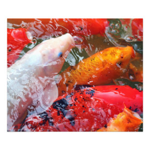 Falln Gathering Koi Photo Print