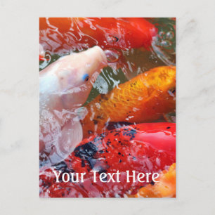 Falln Gathering Koi Postcard
