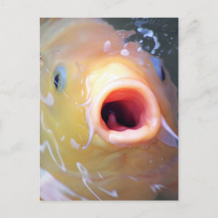 Falln Singing Ghost Koi Postcard