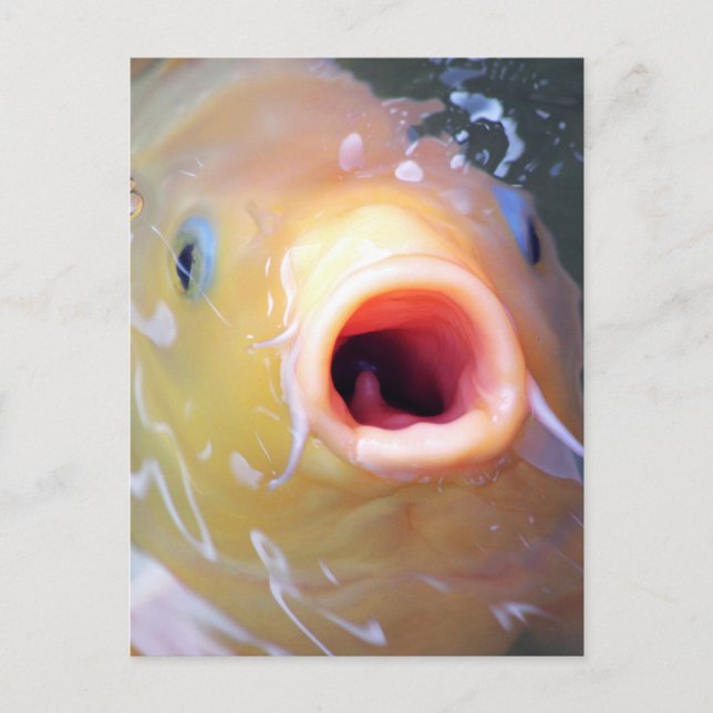 Falln Singing Ghost Koi Postcard (Front)
