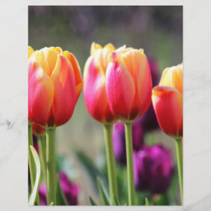 Falln Tulips Aflame