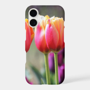 Falln Tulips Aflame