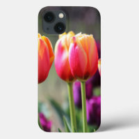Falln Tulips Aflame