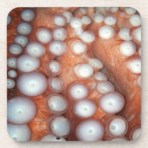 Falln Up Close Octopus Coaster