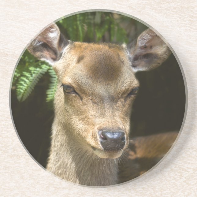 Fallow Deer Coaster (Front)