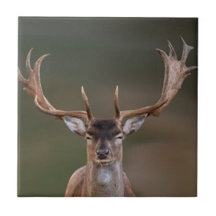 Fallow Deer is Judging You Tile