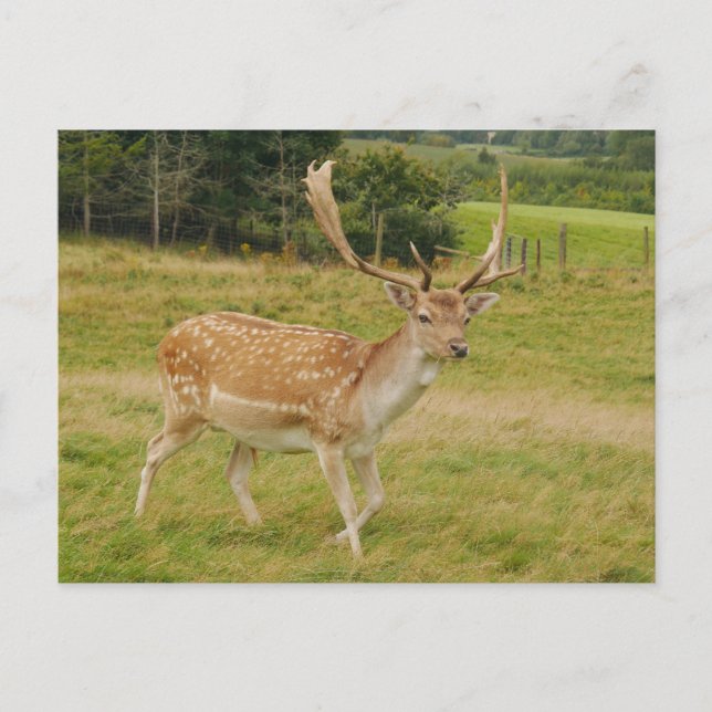 Fallow Deer Postcard (Front)