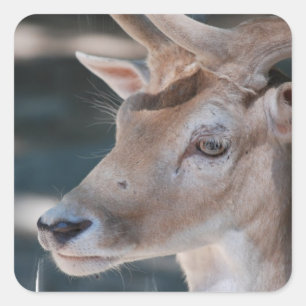 Fallow Deer Stickers