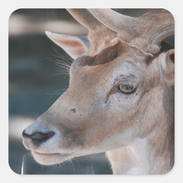 Fallow Deer Stickers (Front)