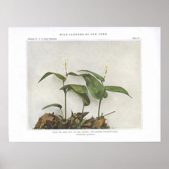 False or Wild Lily of the Valley Poster (Front)