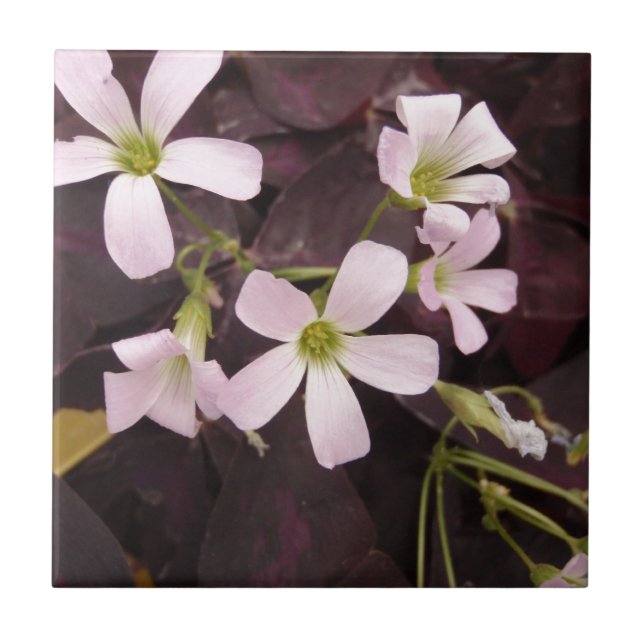 False Shamrock Oxalis Triangularis Tile (Front)