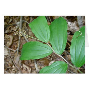 False Solomon's Seal Berries Coordinating Items