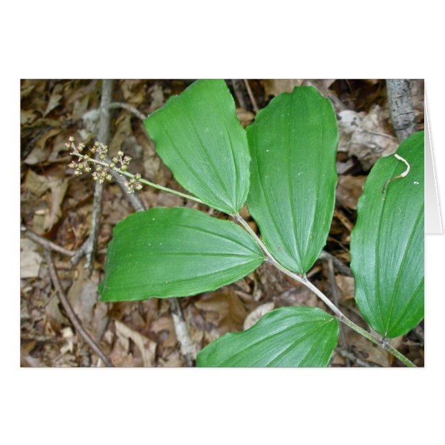 False Solomon's Seal Berries Coordinating Items (Front Horizontal)
