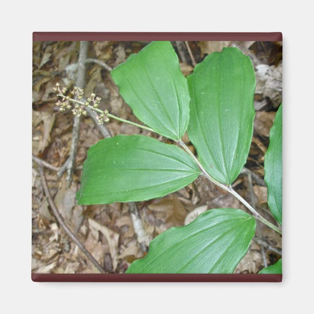 False Solomon's Seal Berries Coordinating Items Magnet (Front)