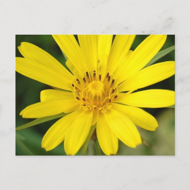 False Sunflower Postcard (Front)
