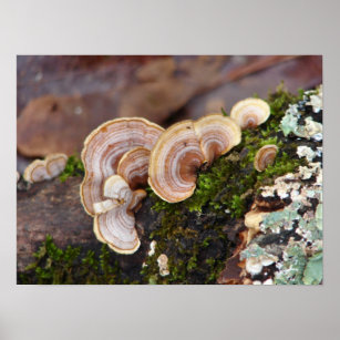 False Turkey Tail Fungi on Mossy Log Poster