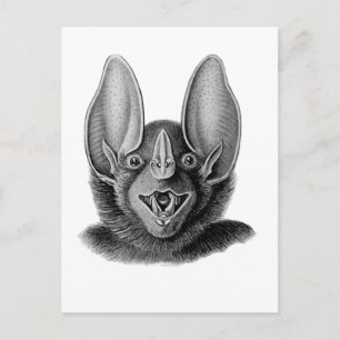 False Vampire Bat Postcard