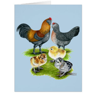 Famille Ameraucana de poulet