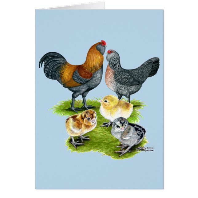 Famille Ameraucana de poulet (Devant)