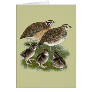 Famille Coturnix Quail