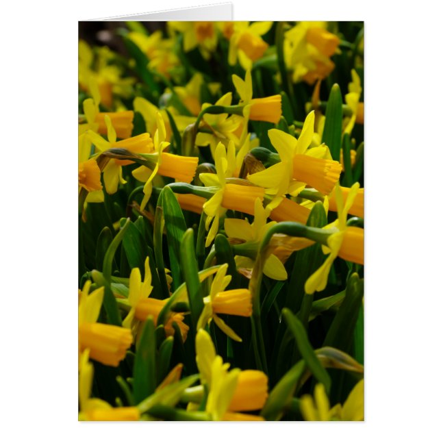 Famille Daffodil (Devant)