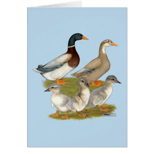 Famille de canards de Saxe