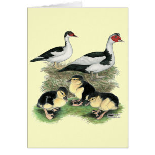 Famille de canards Muscovy à pieds noirs