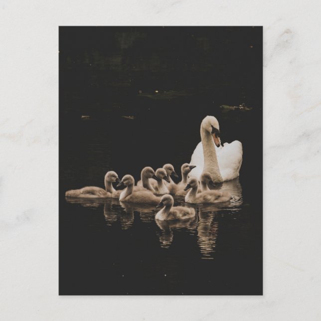 Famille de cygne, carte postale (Devant)
