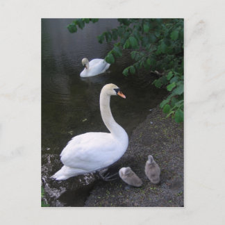 famille de cygnes - carte postale