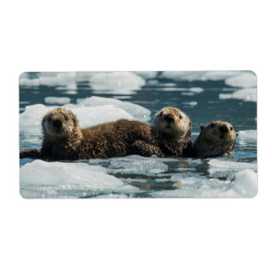 Famille de loutre de mer
