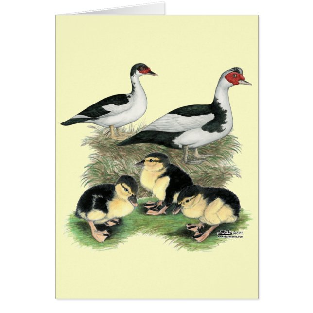 Famille de muscovy de canards noirs (Devant)
