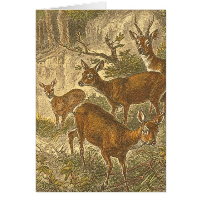 Famille de Roe - Cerfs dans une forêt (Devant)