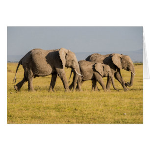 Famille d'éléphants en marche