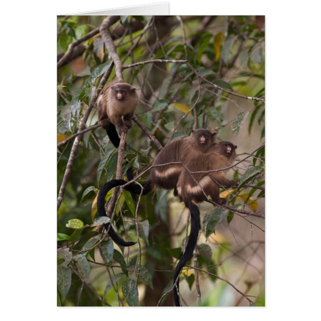 Famille des singes de Marmoset (Devant)
