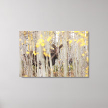 Famille d'orignaux dans la toile d'Aspens