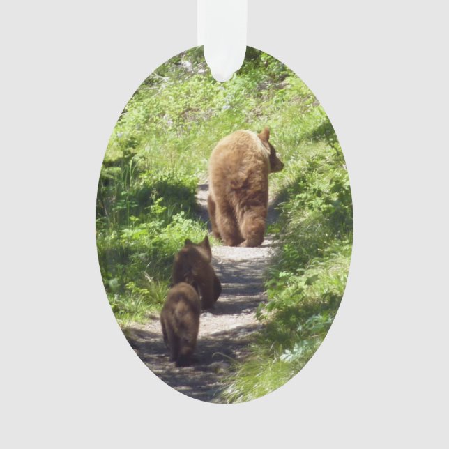 Famille d'ours brun (devant)