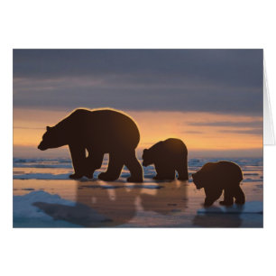 Famille d'ours polaires
