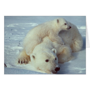 Famille d'ours polaires blancs