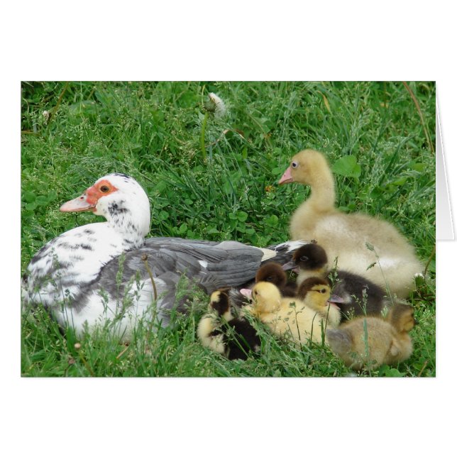 Famille Muscovy Plus Gosling (Devant horizontal)