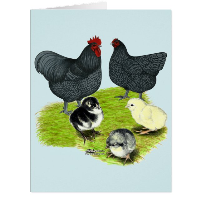 Famille Orpington Blue Chicken (Devant)