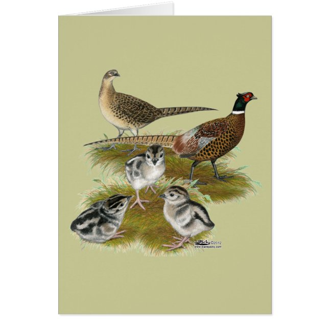 Famille Pheasant Ringneck (Devant)